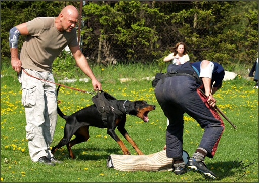 Dogs in training 5/2008